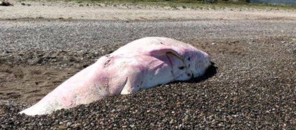 Sicilya kıyılarına vuran genç balinanın midesinden plastik çıktı - Sputnik Türkiye