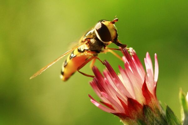 Çiçekten polen alan bir arı - Sputnik Türkiye