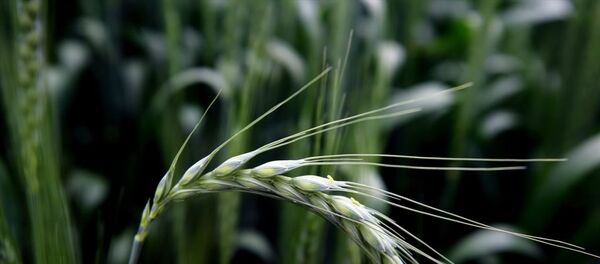 Tarımda kalite ve verimliliğin arttırılması amacıyla Konya Tarım ve Orman Müdürlüğünce laboratuvar ortamında üretilen 800 bin faydalı böcek doğaya salındı. - Sputnik Türkiye