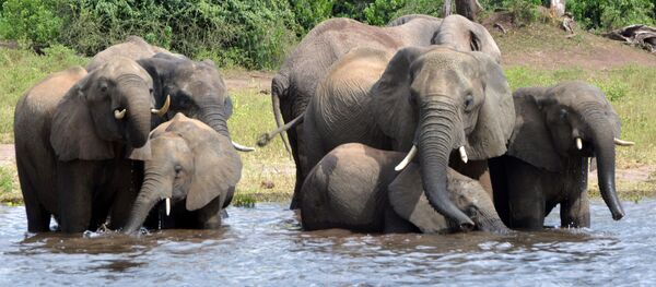 Botsvana fil - Sputnik Türkiye