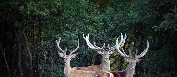 geyik - Sputnik Türkiye