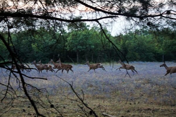 Kızıl geyikler vurulmak için açık artırmayla satışa çıkartıldı - Sputnik Türkiye