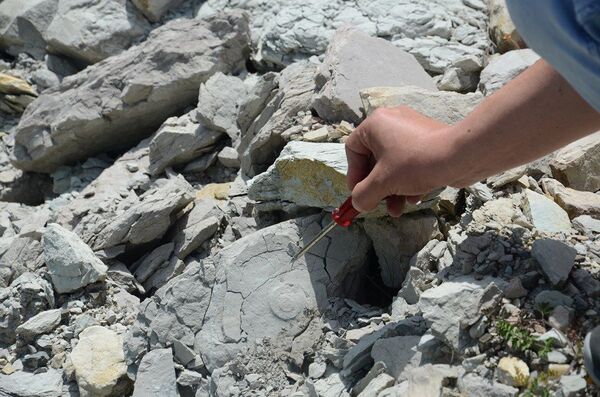 Zonguldak’ta dinozorlar çağından kalma deniz canlılarına ait fosiller bulundu - Sputnik Türkiye