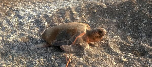 Caretta caretta - Sputnik Türkiye