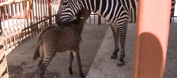Zebroid - Sputnik Türkiye