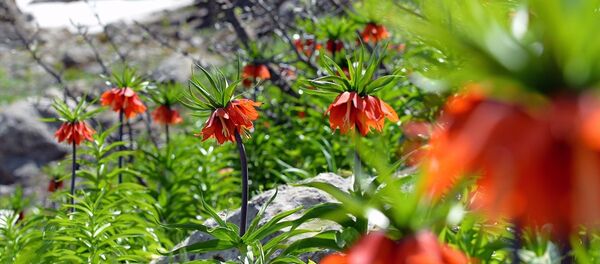 Tunceli'nin Ovacık ilçesinde koruma altındaki endemik bir tür olan ve halk arasında ağlayan gelin olarak bilinen ters laleleri toplayan 3 kişi Vali Tuncay Sonel'in talimatıyla Doğa Koruma ve Milli Parklar Tunceli İl Müdürlüğü ve İl Jandarma Komutanlığı ekipleri tarafından tespit edilerek 180 bin 489 lira idari para cezası uygulandı. - Sputnik Türkiye