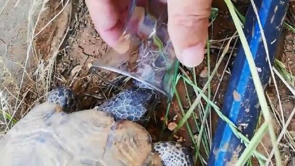 Diyarbakır'da bardaktan su içen kaplumbağa - Sputnik Türkiye