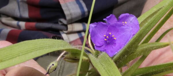 nesli tükenme tehlikesi altında bulunan bitki türleri nesli tükenme tehlikesi altında bulunan bitki türleri - Sputnik Türkiye