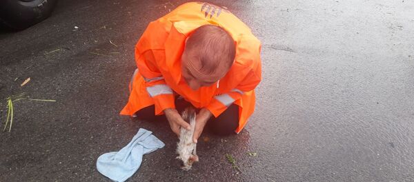  Sel sularına kapılan yavru kedi, belediye işçisinin suni teneffüsüyle hayata döndü - Sputnik Türkiye