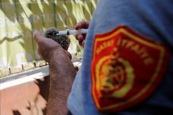 Hatay'da kuyuya düşen kirpiyi itfaiye kurtardı - Sputnik Türkiye