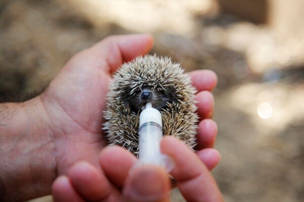 Hatay'da kuyuya düşen kirpiyi itfaiye kurtardı - Sputnik Türkiye