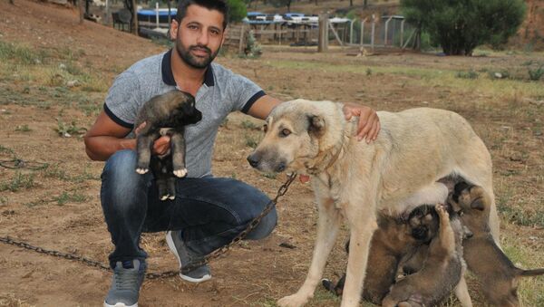 Köpek yavrularını sel sularından kurtardı - Sputnik Türkiye