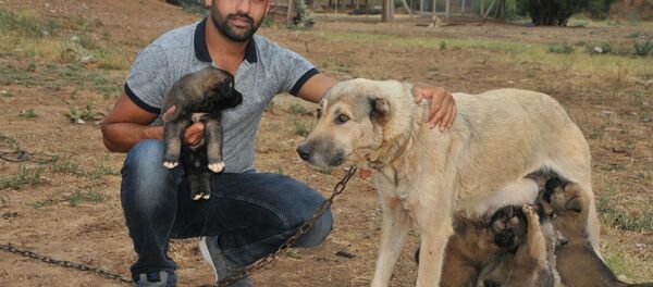 Köpek yavrularını sel sularından kurtardı - Sputnik Türkiye