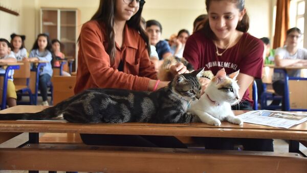 Adıyamanlı kediler - Sputnik Türkiye
