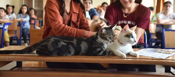 Adıyamanlı kediler Adıyamanlı kediler - Sputnik Türkiye