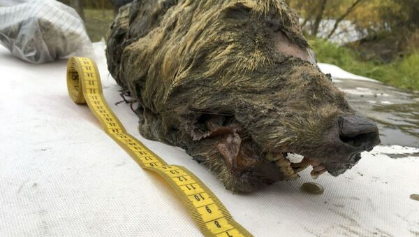  Rusya'da 40 bin yıllık donmuş kurt kafası bulundu  - Sputnik Türkiye
