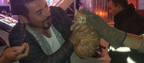  Bilecik'te bir aracın motoruna sıkışan yavru kedi, 2 saatlik çalışmanın ardından kurtarıldı. - Sputnik Türkiye