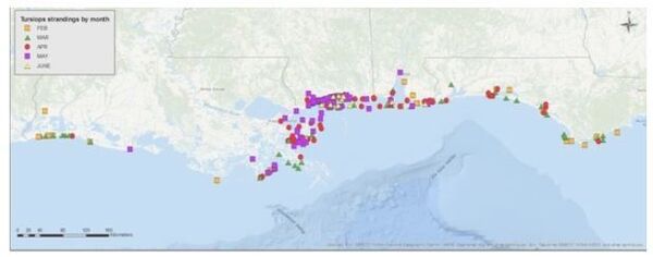 ABD'de 261 yunus kıyıya vurdu - Sputnik Türkiye
