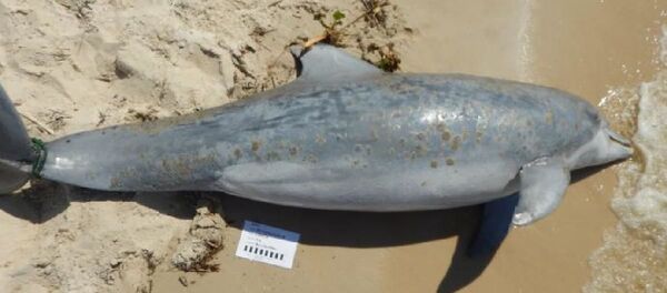 ABD'de 261 yunus kıyıya vurdu - Sputnik Türkiye