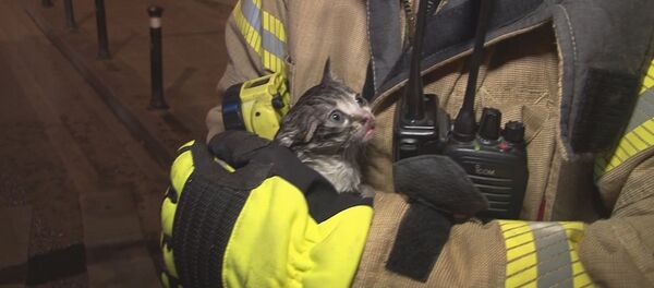 yangın - yavru kedi - Sputnik Türkiye