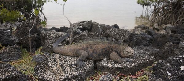 Galapagos Adaları - Sputnik Türkiye