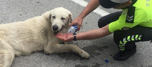 bitkin düşen köpek - Sputnik Türkiye