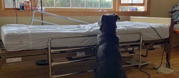 ABD- Sahibinin öldüğünden habersiz köpek, yatağının başında geri dönmesini bekledi - Sputnik Türkiye