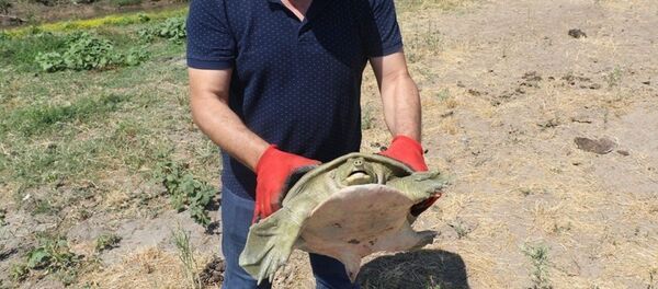 Diyarbakır'da nesli tükenmek üzere olan Fırat kaplumbağası bulundu - Sputnik Türkiye