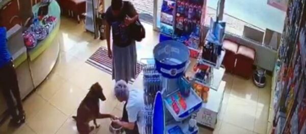 Yaralanan sokak köpeği, eczaneye girip patisini uzattı - Sputnik Türkiye