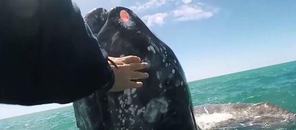 Dost canlısı gri balina yavrusu, araştırmacıların botuna yaklaşıp kendini okşattı - Sputnik Türkiye