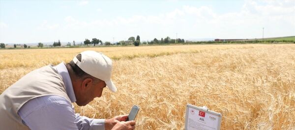 Yerli ve milli tohumlar tanıtıldı Yerli ve milli tohumlar tanıtıldı - Sputnik Türkiye