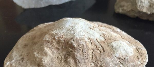 Kahramanmaraş'ta 35 milyon yıllık fosil bulundu - Sputnik Türkiye