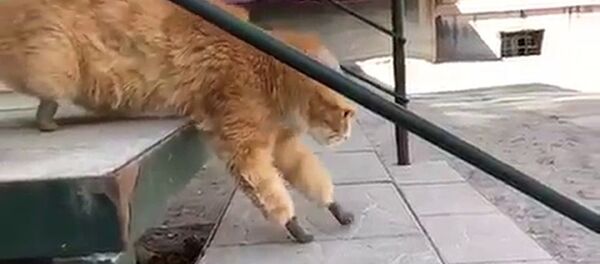  Rusya’da bir kediye dört protez pati takıldı - Sputnik Türkiye