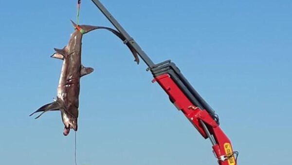 Fethiye'de balıkçıların ağına takılan köpekbalığı - Sputnik Türkiye