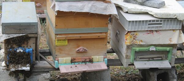 Arılar - Sputnik Türkiye