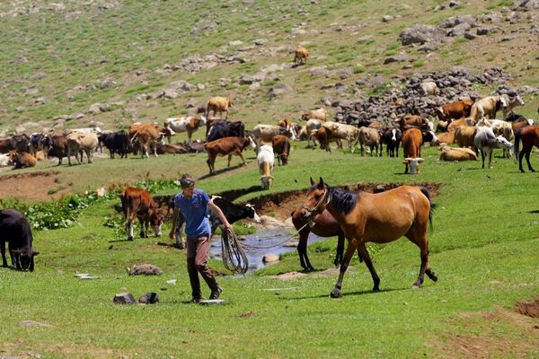 Berivan ve çobanların 3 bin rakımlı yaylada 180 günlük zorlu mesaisi - Sputnik Türkiye