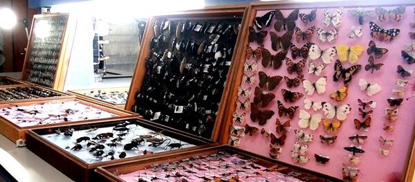 Kahramanmaraş'ta böcek müzesi oluşturan Prof. Dr. Murat Aslan'ın, 25 yılda topladığı 3 bin böceğin bulunduğu koleksiyonu yoğun ilgi görüyor  - Sputnik Türkiye