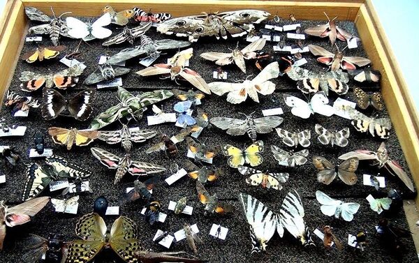 Kahramanmaraş'ta böcek müzesi oluşturan Prof. Dr. Murat Aslan'ın, 25 yılda topladığı 3 bin böceğin bulunduğu koleksiyonu yoğun ilgi görüyor  - Sputnik Türkiye