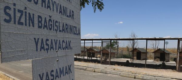 Diyarbakır - Hayvanlar için gönderilen ekmeği satan veterinere uzaklaştırma - Sputnik Türkiye