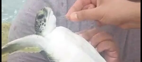 Caretta caretta - Sputnik Türkiye