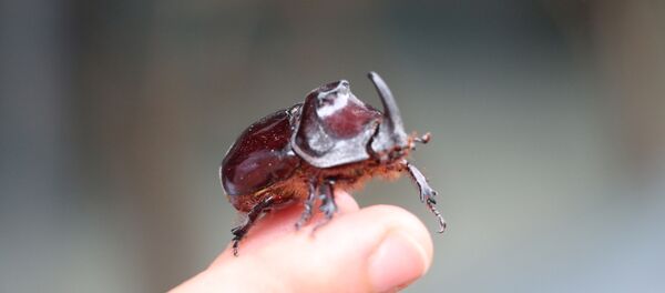 Tokat'ta gergedan böceği bulundu - Sputnik Türkiye