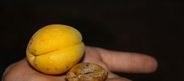 ‘Iğdır'da kayısı fosili bulundu’ iddiası - Sputnik Türkiye