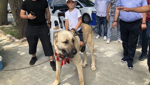 Trakya Kovucu Irklar Derneği tarafından Tekirdağ'ın Ergene ilçesinde ırk standartları ve köpek güzellik yarışması düzenlendi - Sputnik Türkiye
