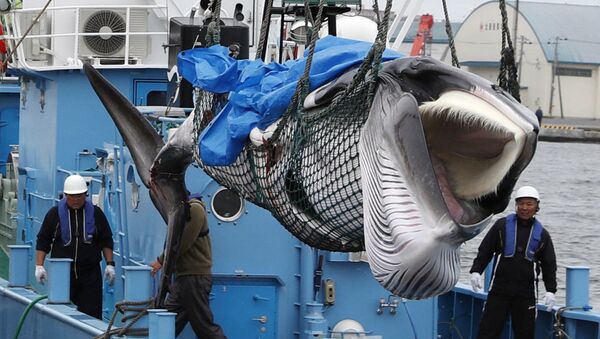 Japonya'da 1 Temmuz 2019'da ticari balina avına geri dönülmesinin ardından Kuşiro limanına getirilen bir minke balinası - Sputnik Türkiye