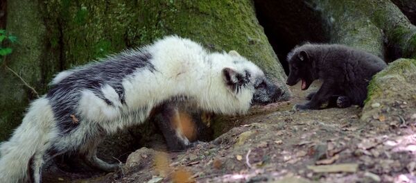 Kutup tilkisi - Sputnik Türkiye