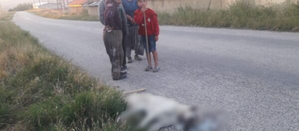 Polatlı'da 9 sokak köpeği zehirlenerek öldürüldü Polatlı'da 9 sokak köpeği zehirlenerek öldürüldü - Sputnik Türkiye