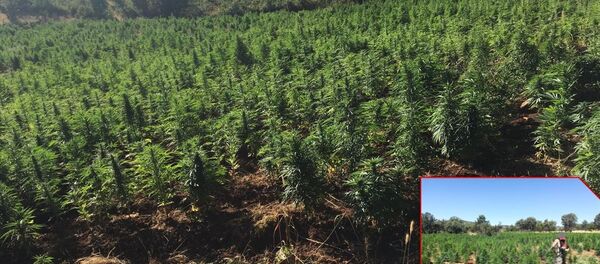 Ele geçirilen Hint keneviri - Sputnik Türkiye