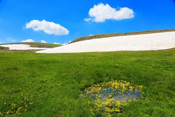 Muş’un Varto sınırları içerisindeki Koğ Tepesi eteklerinde kar kalıntısı ve bahar çiçekleri  - Sputnik Türkiye