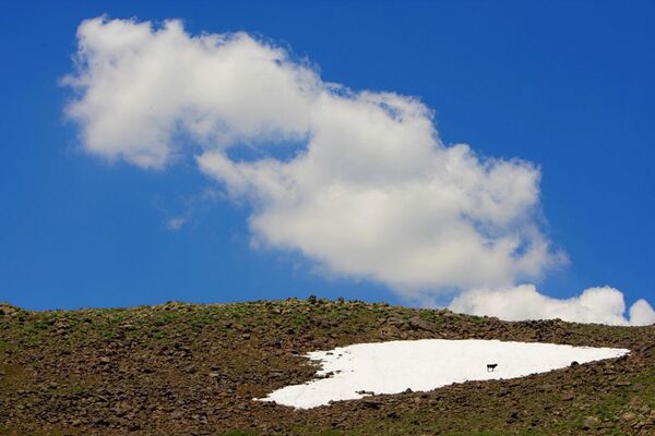 Hınıs’ın Mutluca Köyü’ne bağlı yaylada kar üstünde bekleyen bir sığır - Sputnik Türkiye