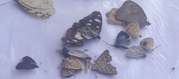 Profesörlerin yakaladığı böcek ve kelebekler - Sputnik Türkiye